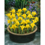 Iris Danfordiae