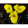 Iris Danfordiae