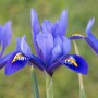 Iris Reticulata Harmony