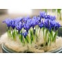 Iris Reticulata Harmony
