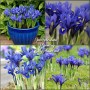 Iris Reticulata Harmony