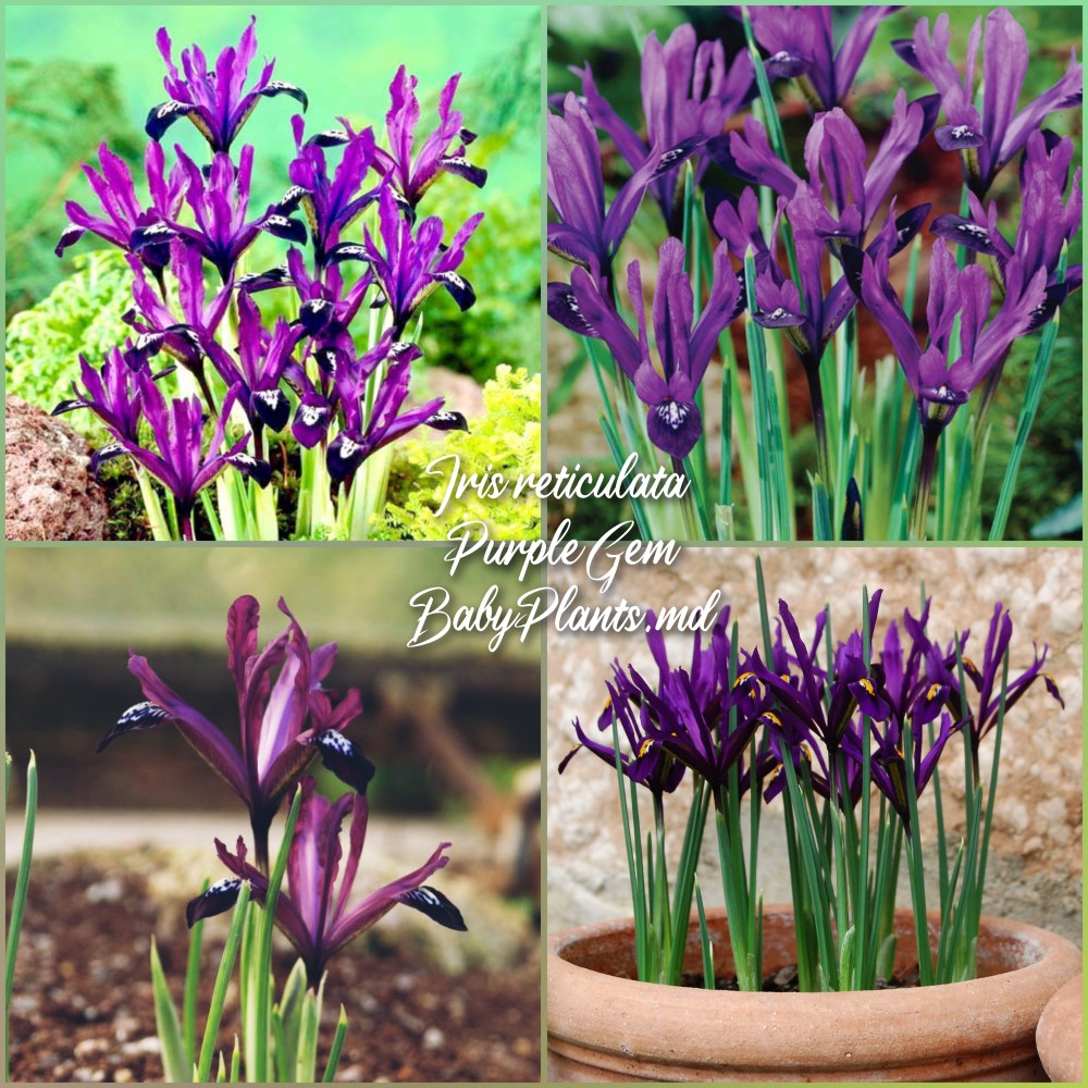 Iris Reticulata Purple Gem