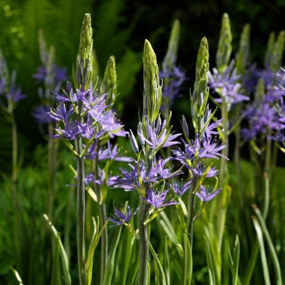 Camassia Leichtinii Caerulea 