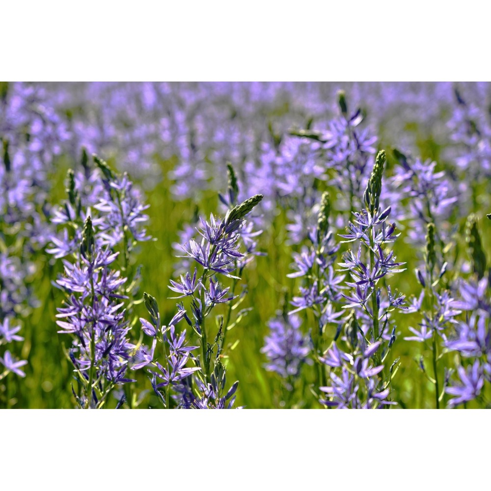 Camassia Leichtinii Caerulea 
