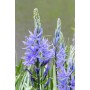 Camassia Leichtinii Caerulea 