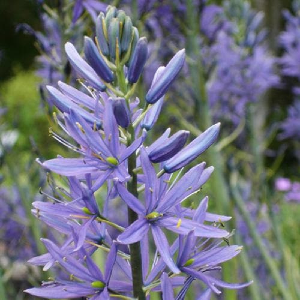 Camassia Leichtinii Caerulea 