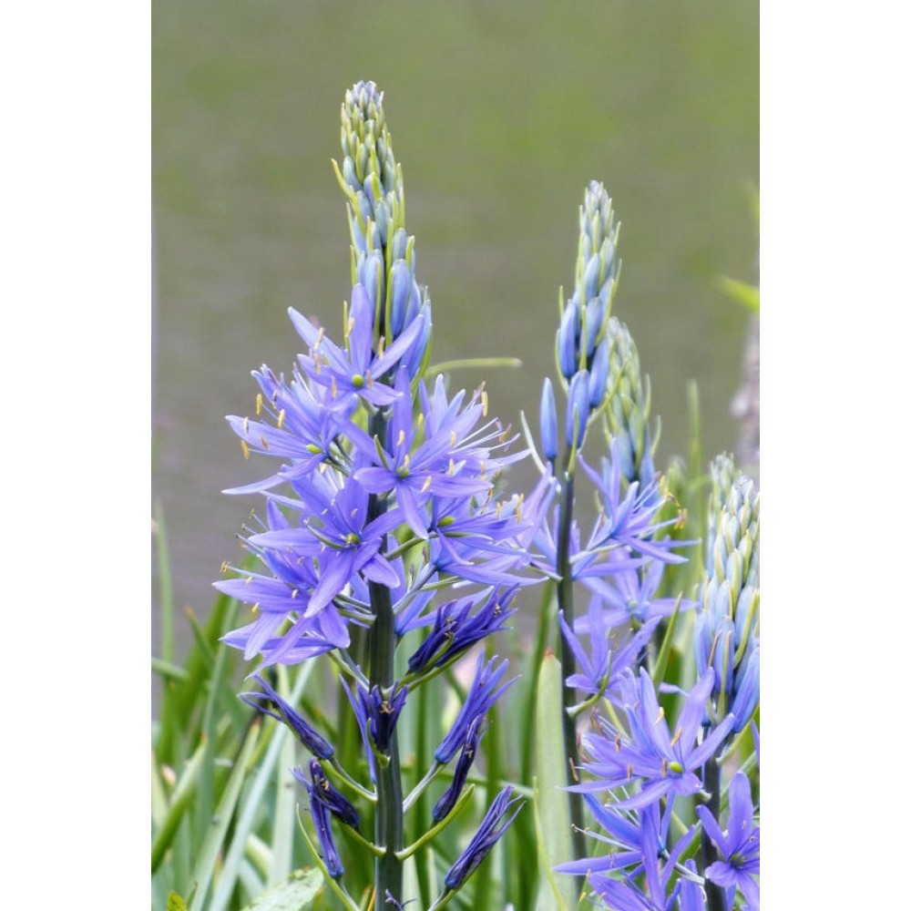 Camassia Leichtinii Caerulea 