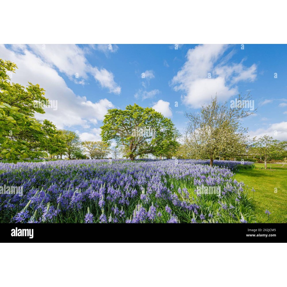 Camassia Leichtinii Caerulea 