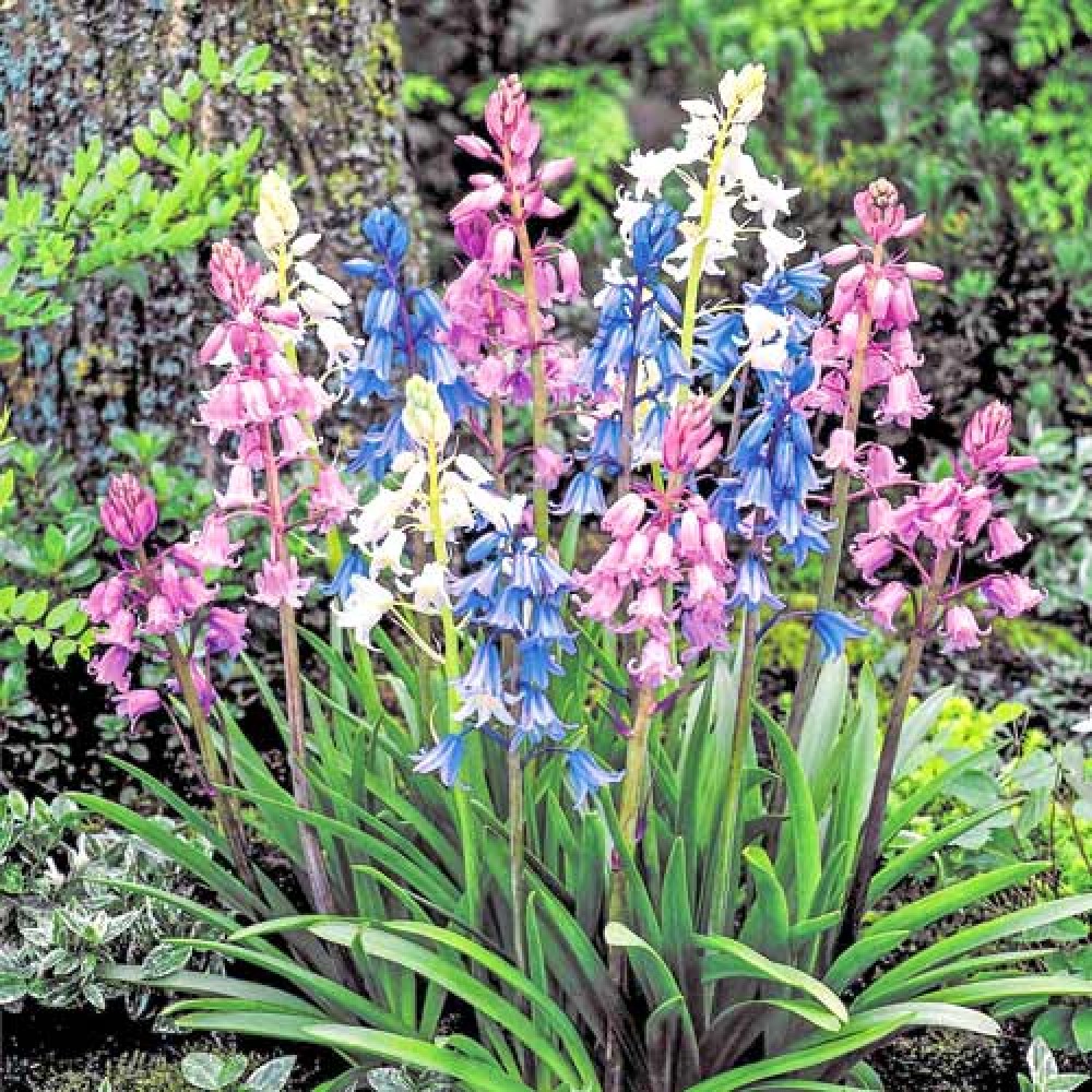Hyacinthoides Hisp. Mixed