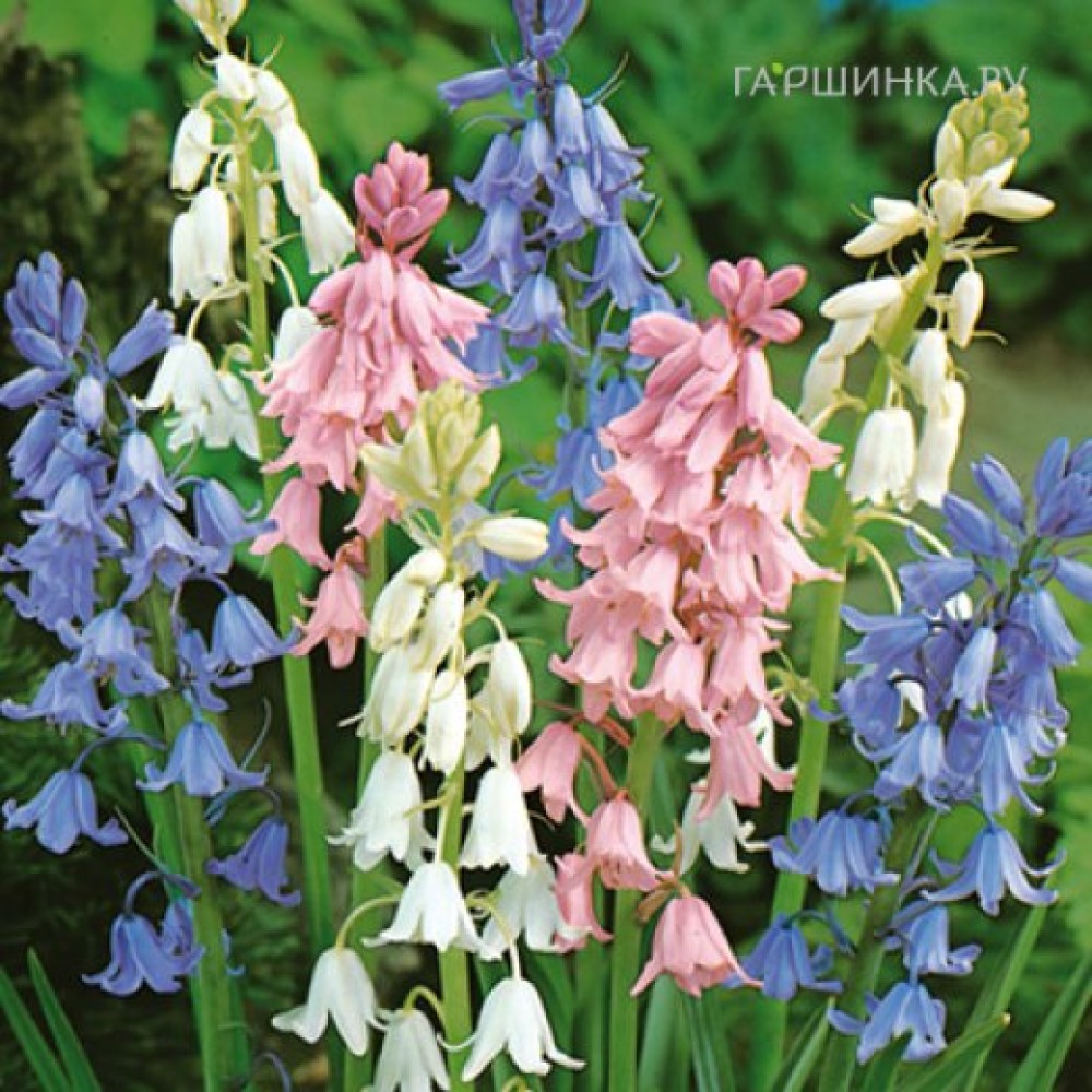 Hyacinthoides Hisp. Mixed