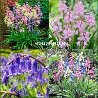 Hyacinthoides Hisp. Mixed