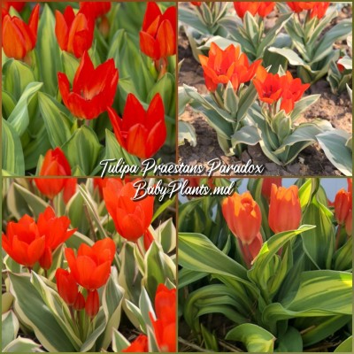 Lalea Praestans Paradox