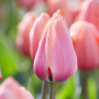 Lalea Apricot Impression