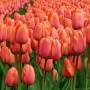 Lalea Apricot Impression