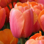 Lalea Apricot Impression