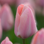 Lalea Mystic van Eijk