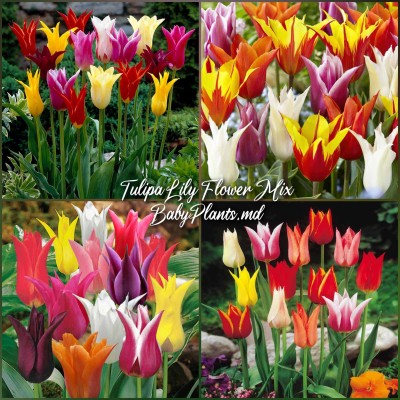 Lalele de tip crin Mixed