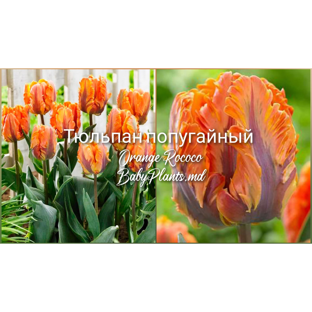 Lalea Orange Rococo