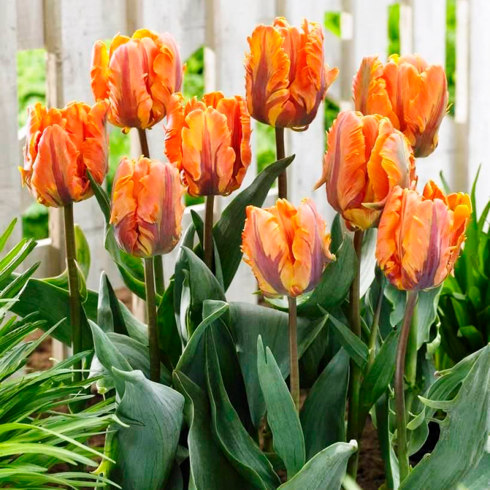 Lalea Orange Rococo