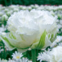 Lalea Snow Crystal