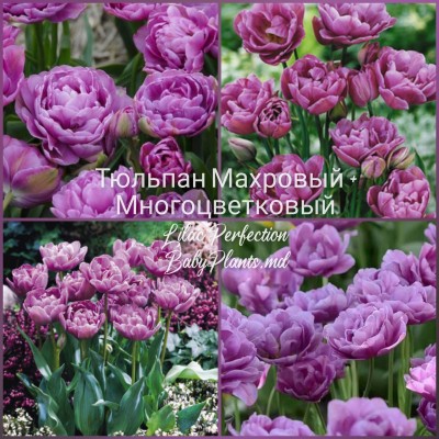 Lalea Lilac Perfection