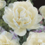 Lalea Up White
