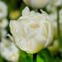 Lalea Up White