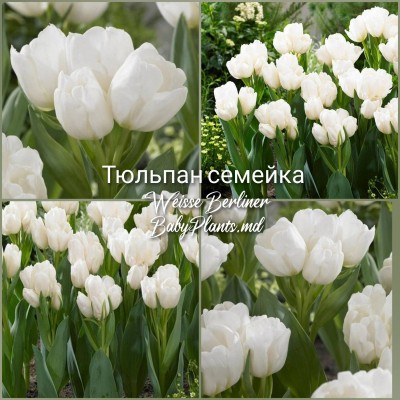 Lalea Weisse Berliner