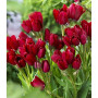 Lalea Wallflower