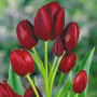 Lalea Wallflower