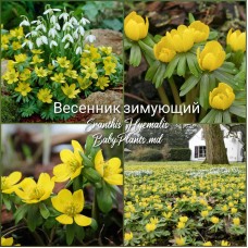 Eranthis cilicica 