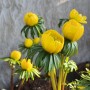  Eranthis cilicica 