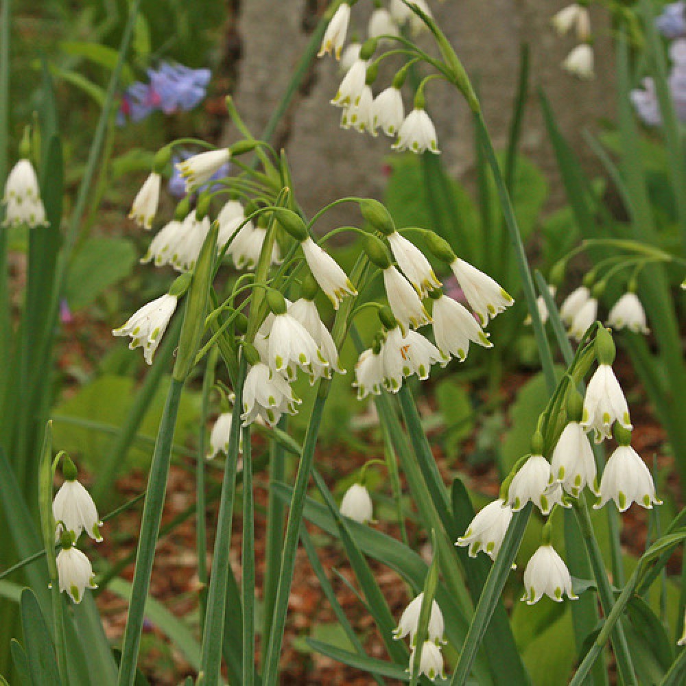 Leucojum Aestivum