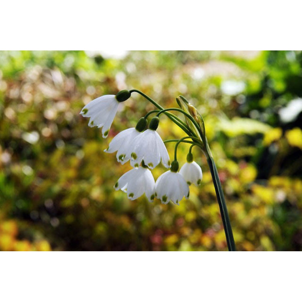 Leucojum Aestivum