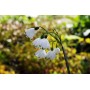 Leucojum Aestivum