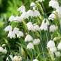 Leucojum Aestivum