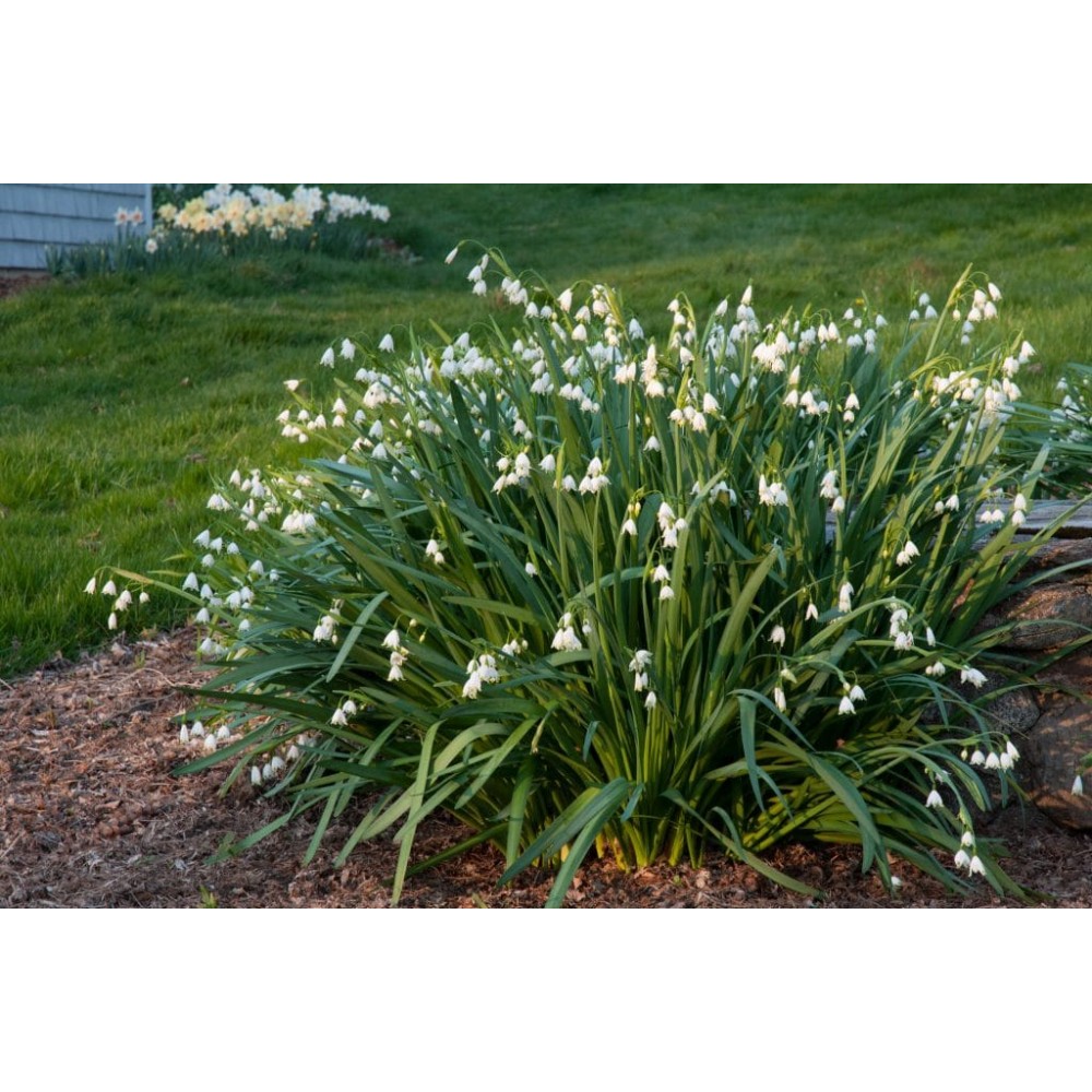 Leucojum Aestivum