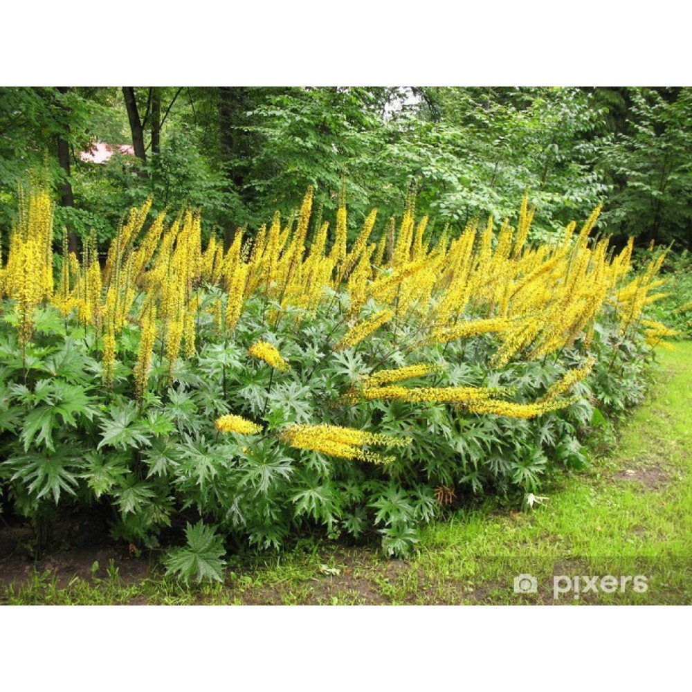 Ligularia Przewalskii