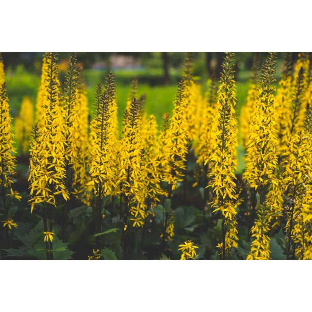 Ligularia Przewalskii