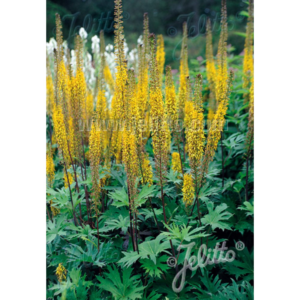 Ligularia Przewalskii