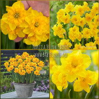 Narcisa Yellow Parrot