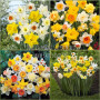 Narcisa Large Cupped Mixed 