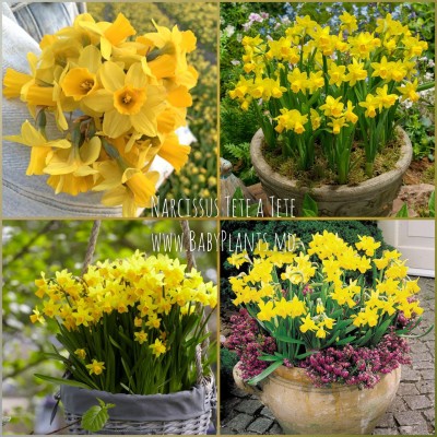 Narcisa Tête-à-Tête 