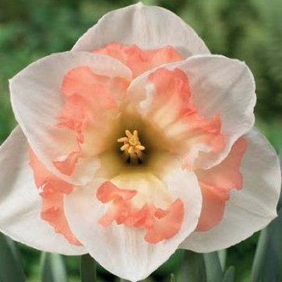 Narcisa Pink Wonder