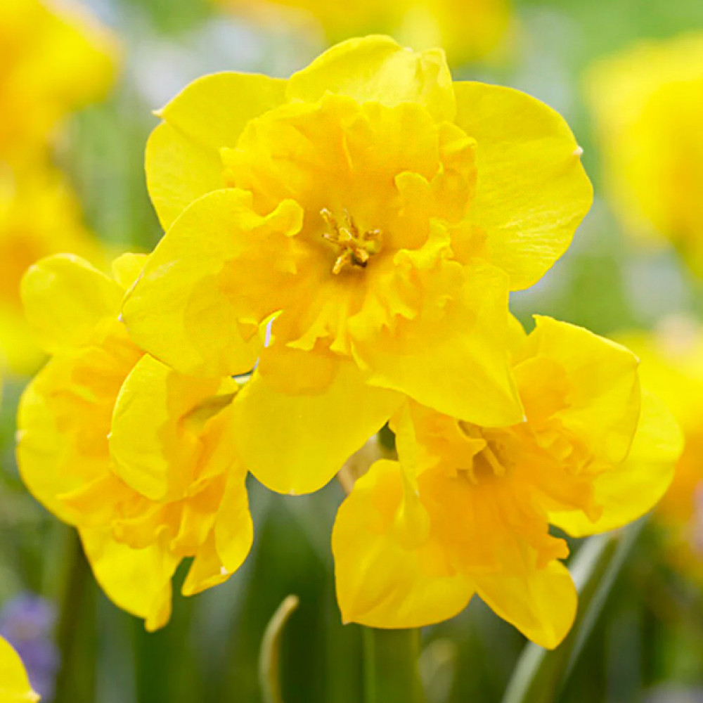 Narcisa Yellow Parrot