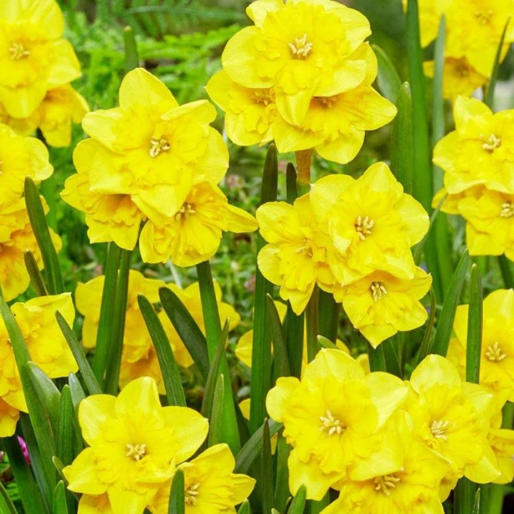 Narcisa Yellow Parrot