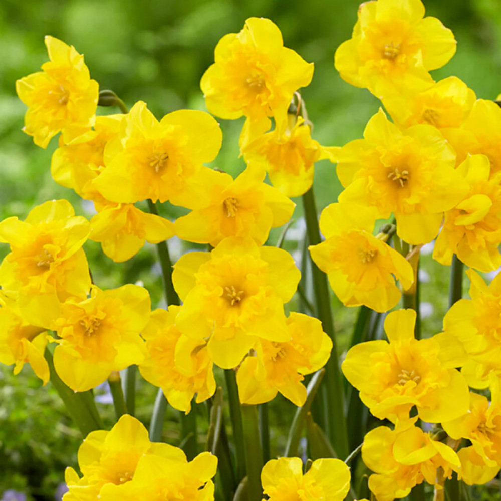 Narcisa Yellow Parrot