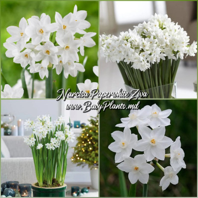 Narcisa Paperwhite Ziva