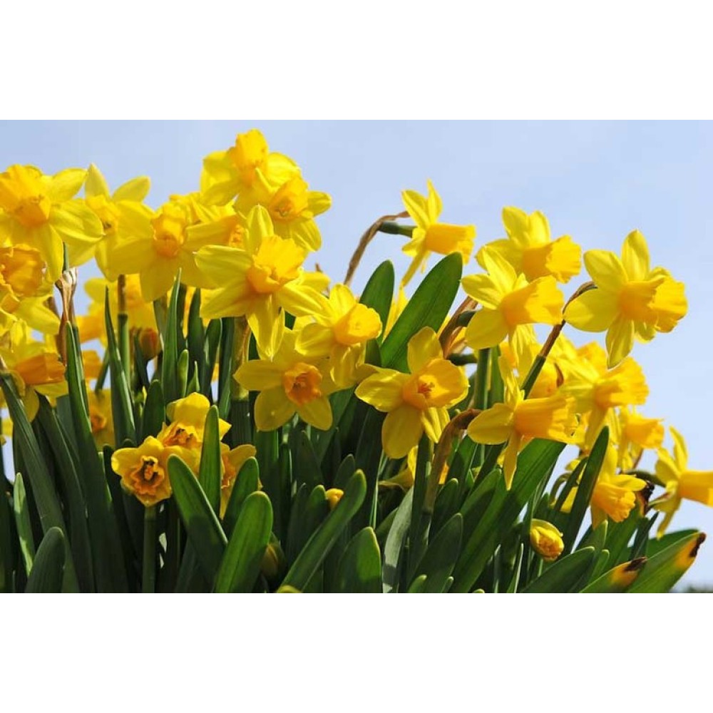 Narcisa Tête-à-Tête 