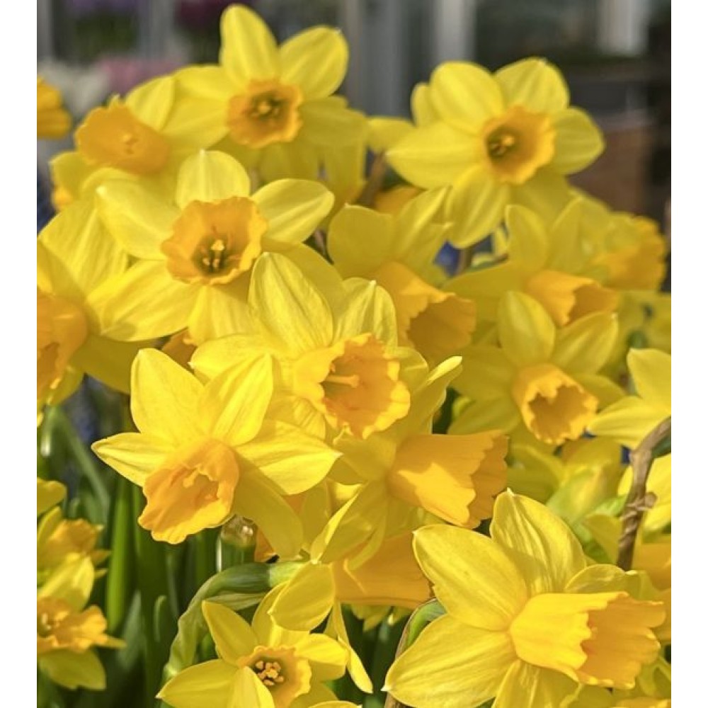 Narcisa Tête-à-Tête 